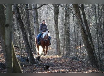 American Quarter Horse, Gelding, 12 years, 13,1 hh, Chestnut