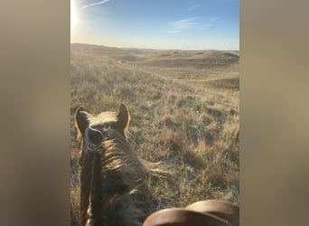 American Quarter Horse, Gelding, 12 years, 13,3 hh, Chestnut