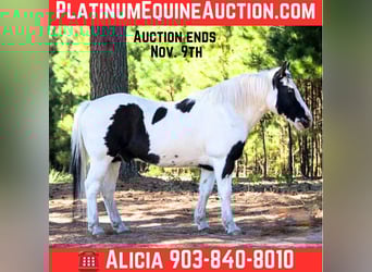 American Quarter Horse, Gelding, 12 years, 13 hh, Tobiano-all-colors