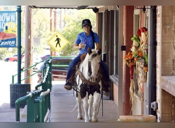 American Quarter Horse, Gelding, 12 years, 13 hh, Tobiano-all-colors