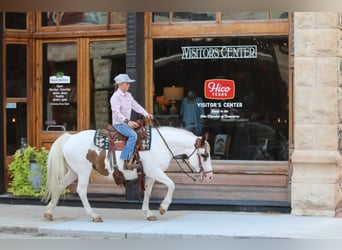 American Quarter Horse, Gelding, 12 years, 13,2 hh, Tobiano-all-colors