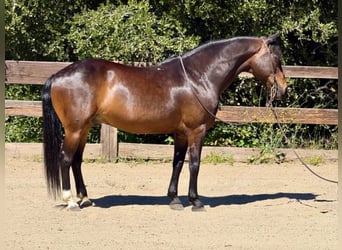 American Quarter Horse, Gelding, 12 years, 14.1 hh, Bay