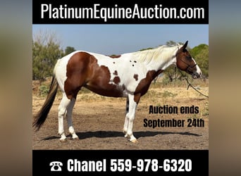 American Quarter Horse, Gelding, 12 years, 14,1 hh, Tobiano-all-colors