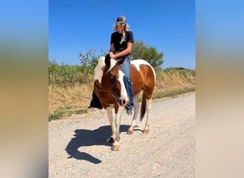 American Quarter Horse, Gelding, 12 years, 14,1 hh, Tobiano-all-colors