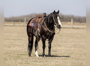 American Quarter Horse, Gelding, 12 years, 14,2 hh, Black