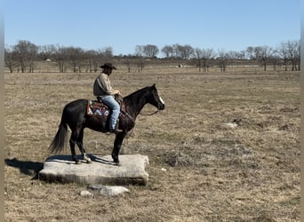 American Quarter Horse, Gelding, 12 years, 14,2 hh, Black