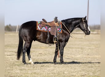 American Quarter Horse, Gelding, 12 years, 14,2 hh, Black