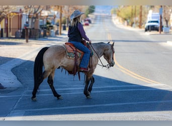 American Quarter Horse, Gelding, 12 years, 14,2 hh, Buckskin