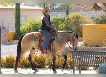 American Quarter Horse, Gelding, 12 years, 14,2 hh, Buckskin