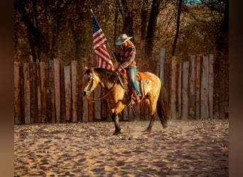 American Quarter Horse, Gelding, 12 years, 14,2 hh, Buckskin