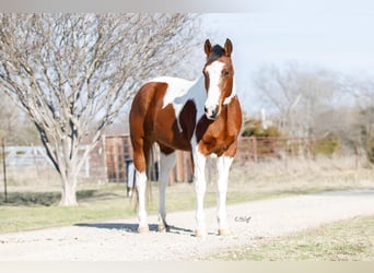 American Quarter Horse, Gelding, 12 years, 14,2 hh, Chestnut