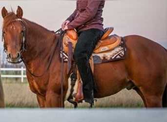 American Quarter Horse, Gelding, 12 years, 14.2 hh, Chestnut-Red