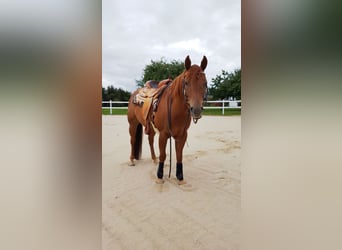 American Quarter Horse, Gelding, 12 years, 14.2 hh, Chestnut-Red