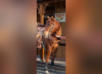 American Quarter Horse, Gelding, 12 years, 14.2 hh, Chestnut-Red