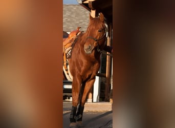 American Quarter Horse, Gelding, 12 years, 14.2 hh, Chestnut-Red