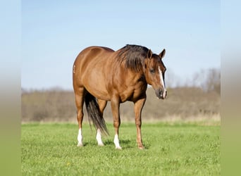 American Quarter Horse, Gelding, 12 years, 14.2 hh, Dun