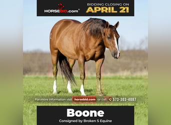 American Quarter Horse, Gelding, 12 years, 14.2 hh, Dun