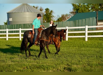 American Quarter Horse, Gelding, 12 years, 14.2 hh, Dun