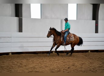 American Quarter Horse, Gelding, 12 years, 14.2 hh, Dun