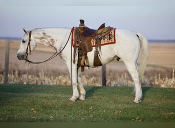 American Quarter Horse, Gelding, 12 years, 14.2 hh, Gray