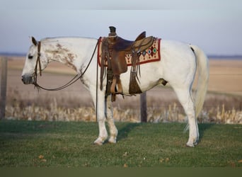 American Quarter Horse, Gelding, 12 years, 14.2 hh, Gray