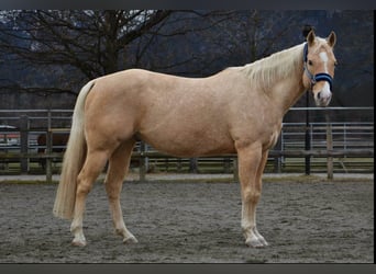 American Quarter Horse, Gelding, 12 years, 14.2 hh, Palomino