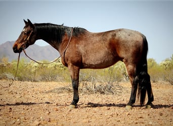 American Quarter Horse, Gelding, 12 years, 14.2 hh, Roan-Bay