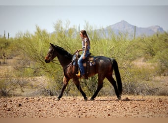 American Quarter Horse, Gelding, 12 years, 14.2 hh, Roan-Bay