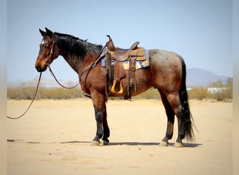 American Quarter Horse, Gelding, 12 years, 14.2 hh, Roan-Bay