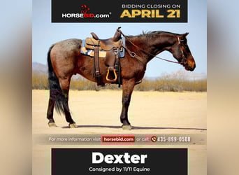 American Quarter Horse, Gelding, 12 years, 14.2 hh, Roan-Bay