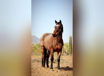 American Quarter Horse, Gelding, 12 years, 14.2 hh, Roan-Bay