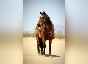 American Quarter Horse, Gelding, 12 years, 14.2 hh, Roan-Bay