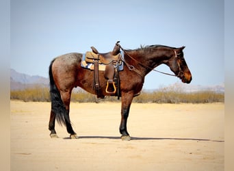 American Quarter Horse, Gelding, 12 years, 14.2 hh, Roan-Bay