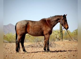 American Quarter Horse, Gelding, 12 years, 14.2 hh, Roan-Bay