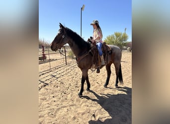 American Quarter Horse, Gelding, 12 years, 14.2 hh, Roan-Bay