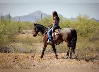 American Quarter Horse, Gelding, 12 years, 14.2 hh, Roan-Bay