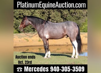 American Quarter Horse, Gelding, 12 years, 14.2 hh, Roan-Bay