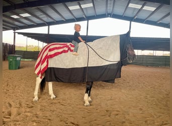 American Quarter Horse, Gelding, 12 years, 14.2 hh, Roan-Bay