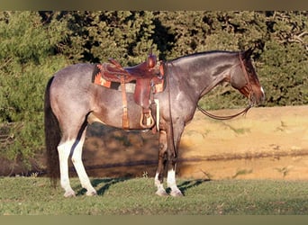 American Quarter Horse, Gelding, 12 years, 14.2 hh, Roan-Bay