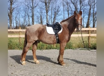 American Quarter Horse Mix, Gelding, 12 years, 14,2 hh, Roan-Red