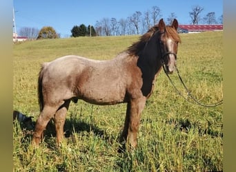 American Quarter Horse Mix, Gelding, 12 years, 14,2 hh, Roan-Red