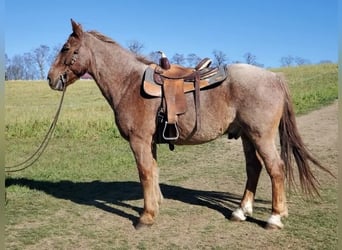 American Quarter Horse Mix, Gelding, 12 years, 14,2 hh, Roan-Red