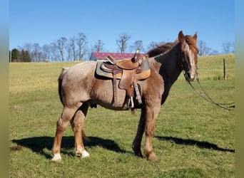 American Quarter Horse Mix, Gelding, 12 years, 14,2 hh, Roan-Red