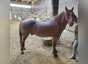 American Quarter Horse Mix, Gelding, 12 years, 14,2 hh, Roan-Red