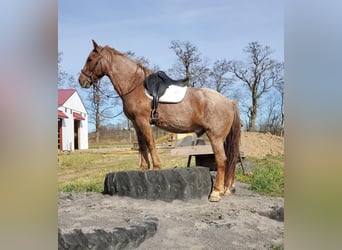 American Quarter Horse Mix, Gelding, 12 years, 14,2 hh, Roan-Red