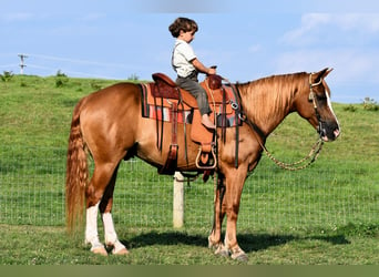 American Quarter Horse, Wallach, 12 Jahre, 14,2 hh, Rotfuchs