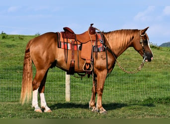 American Quarter Horse, Wallach, 12 Jahre, 14,2 hh, Rotfuchs