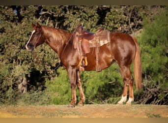 American Quarter Horse, Gelding, 12 years, 14,2 hh, Sorrel