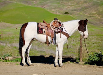 American Quarter Horse, Gelding, 12 years, 14.2 hh, Tobiano-all-colors