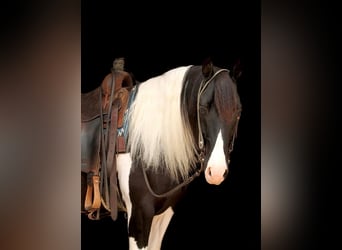 American Quarter Horse, Gelding, 12 years, 14,2 hh, Tobiano-all-colors